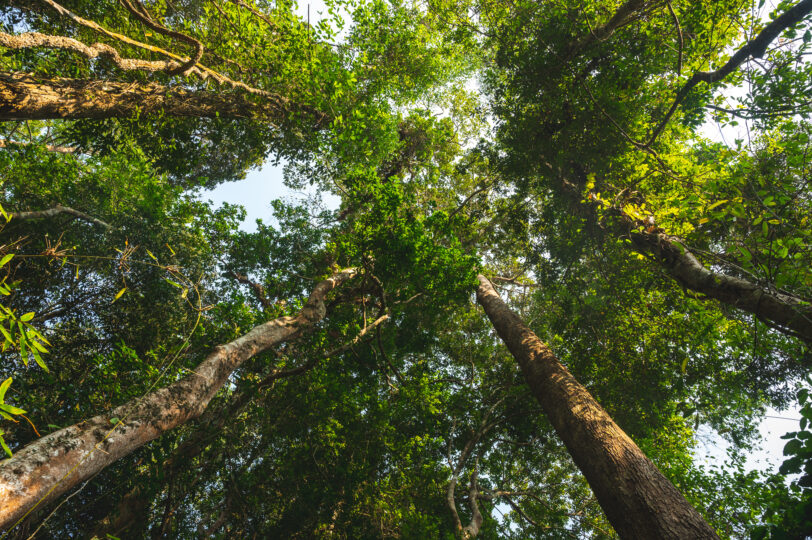 Tree canopy